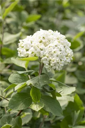 Großblumiger Schneeball - Viburnum carlcephalum