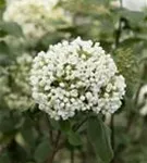 Großblumiger Schneeball - Viburnum carlcephalum