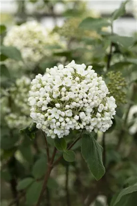 Großblumiger Schneeball - Viburnum carlcephalum