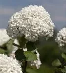 Großblumiger Schneeball - Viburnum carlcephalum