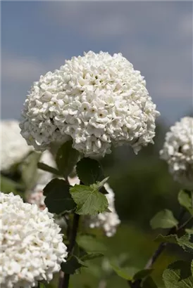 Großblumiger Schneeball - Viburnum carlcephalum