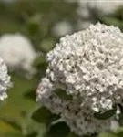 Großblumiger Schneeball - Viburnum carlcephalum