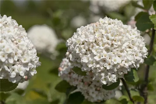 Großblumiger Schneeball - Viburnum carlcephalum