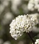 Großblumiger Schneeball - Viburnum carlcephalum