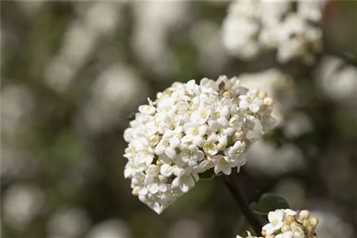 Großblumiger Schneeball - Viburnum carlcephalum