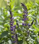 Garten-Blüten-Salbei - Salvia nemorosa 'Mainacht'