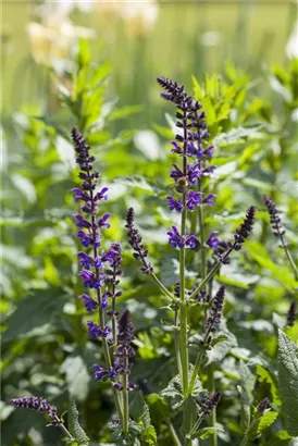 Garten-Blüten-Salbei - Salvia nemorosa 'Mainacht'