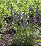 Garten-Blüten-Salbei - Salvia nemorosa 'Mainacht'