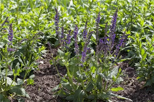 Garten-Blüten-Salbei - Salvia nemorosa 'Mainacht'