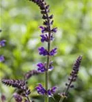 Garten-Blüten-Salbei - Salvia nemorosa 'Mainacht'