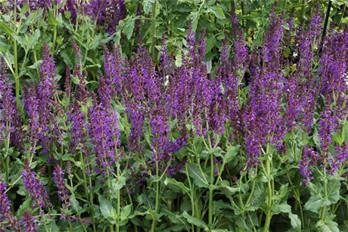 Garten-Blüten-Salbei - Salvia nemorosa 'Mainacht'