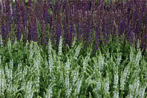 Garten-Blüten-Salbei - Salvia nemorosa 'Mainacht'