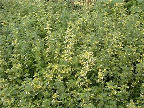 Garten-Thymian - Thymus pulegioides 'Aureus'