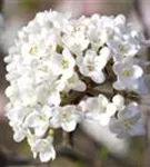 Wohlriechender Schneeball 'Aurora' - Viburnum carlesii 'Aurora'