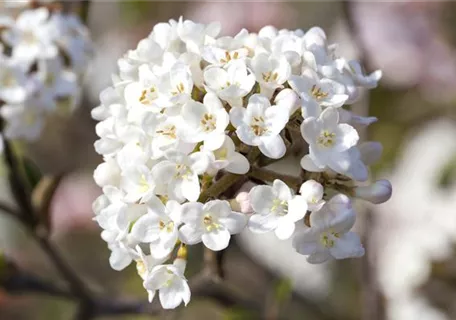 Viburnum carlesii 'Aurora' - Wohlriechender Schneeball 'Aurora'