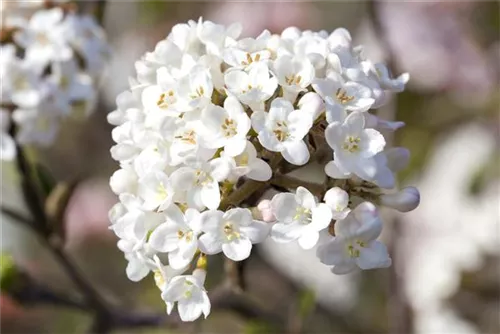 Wohlriechender Schneeball 'Aurora' - Viburnum carlesii 'Aurora'