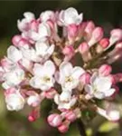 Wohlriechender Schneeball 'Aurora' - Viburnum carlesii 'Aurora'