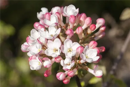 Wohlriechender Schneeball 'Aurora' - Viburnum carlesii 'Aurora'