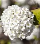 Wohlriechender Schneeball 'Aurora' - Viburnum carlesii 'Aurora'