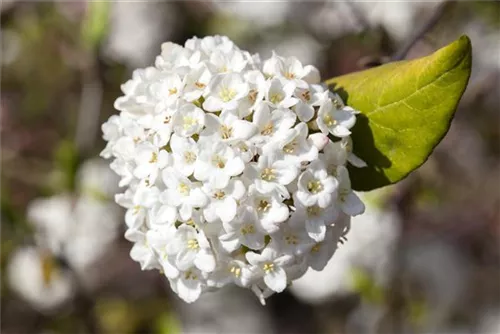 Wohlriechender Schneeball 'Aurora' - Viburnum carlesii 'Aurora'