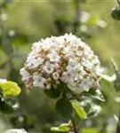 Wohlriechender Schneeball 'Aurora' - Viburnum carlesii 'Aurora'