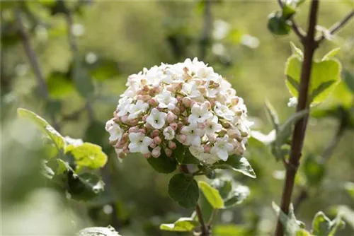 Wohlriechender Schneeball 'Aurora' - Viburnum carlesii 'Aurora'