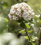 Wohlriechender Schneeball 'Aurora' - Viburnum carlesii 'Aurora'