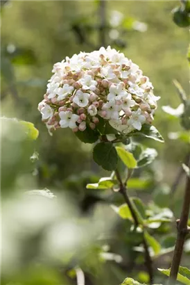 Wohlriechender Schneeball 'Aurora' - Viburnum carlesii 'Aurora'