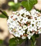 Wohlriechender Schneeball 'Aurora' - Viburnum carlesii 'Aurora'