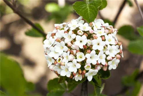 Wohlriechender Schneeball 'Aurora' - Viburnum carlesii 'Aurora'