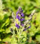 Garten-Blüten-Salbei - Salvia nemorosa 'Marcus' -R-