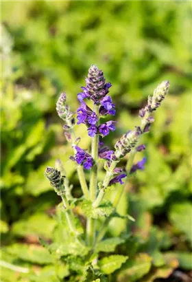 Garten-Blüten-Salbei - Salvia nemorosa 'Marcus' -R-