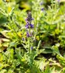 Garten-Blüten-Salbei - Salvia nemorosa 'Marcus' -R-