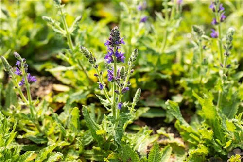 Garten-Blüten-Salbei - Salvia nemorosa 'Marcus' -R-