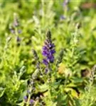 Garten-Blüten-Salbei - Salvia nemorosa 'Marcus' -R-