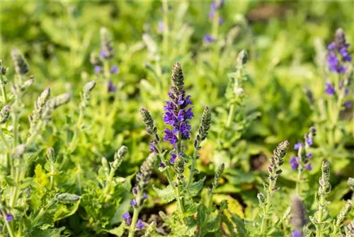 Garten-Blüten-Salbei - Salvia nemorosa 'Marcus' -R-