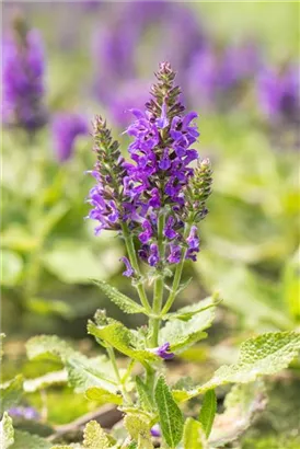 Garten-Blüten-Salbei - Salvia nemorosa 'Marcus' -R-