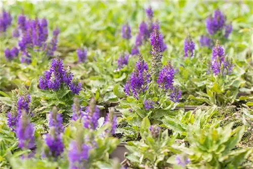 Garten-Blüten-Salbei - Salvia nemorosa 'Marcus' -R-