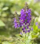 Garten-Blüten-Salbei - Salvia nemorosa 'Marcus' -R-