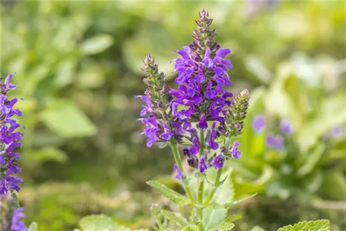 Garten-Blüten-Salbei - Salvia nemorosa 'Marcus' -R-