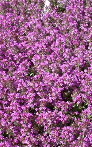 Thymus doerfleri 'Bressingham Seedling'