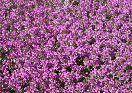 Thymus serpyllum - Sand-Thymian