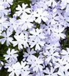 Garten-Teppich-Flammenblume - Phlox subulata 'Emerald Cushion Blue'