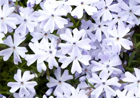 Phlox subulata 'Emerald Cushion Blue' - Garten-Teppich-Flammenblume