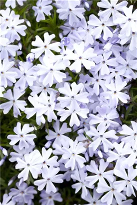 Garten-Teppich-Flammenblume - Phlox subulata 'Emerald Cushion Blue'