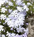 Garten-Teppich-Flammenblume - Phlox subulata 'Emerald Cushion Blue'