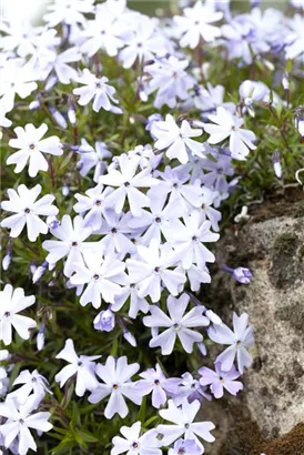 Garten-Teppich-Flammenblume - Phlox subulata 'Emerald Cushion Blue'