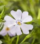 Garten-Teppich-Flammenblume - Phlox subulata 'Emerald Cushion Blue'