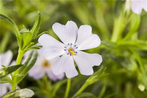 Garten-Teppich-Flammenblume - Phlox subulata 'Emerald Cushion Blue'