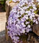 Garten-Teppich-Flammenblume - Phlox subulata 'Emerald Cushion Blue'